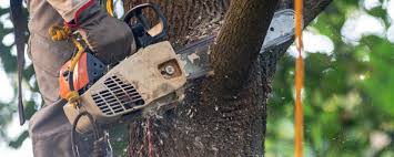 Best Tree Preservation Services  in Williamsburg, VA