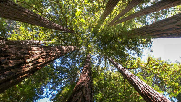 Best Tree Cabling and Bracing  in Williamsburg, VA