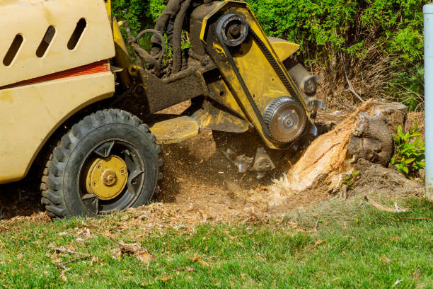 Best Lawn Renovation and Restoration  in Williamsburg, VA