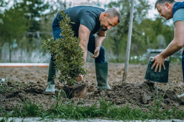 Best Lawn Edging  in Williamsburg, VA
