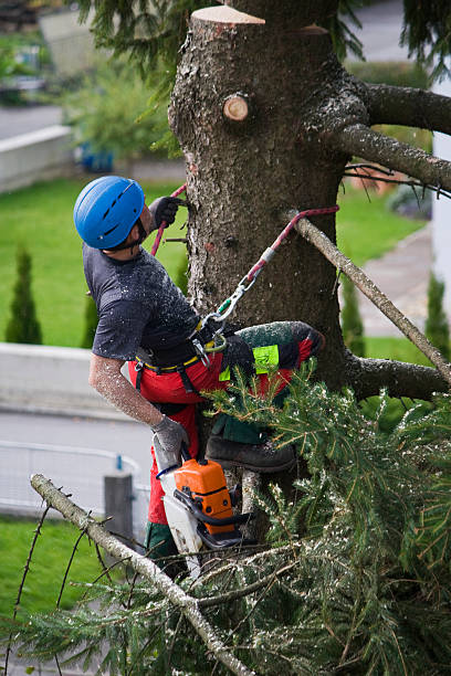 Best Emergency Tree Removal  in Williamsburg, VA