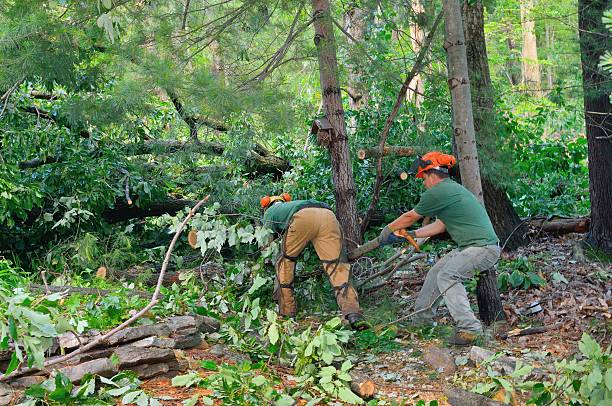 Best Tree Risk Assessment  in Williamsburg, VA
