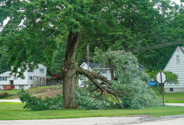 Best Stump Grinding and Removal  in Williamsburg, VA