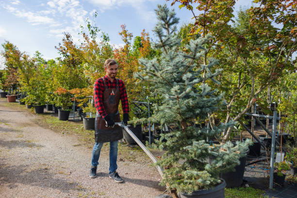 Best Tree and Shrub Care  in Williamsburg, VA