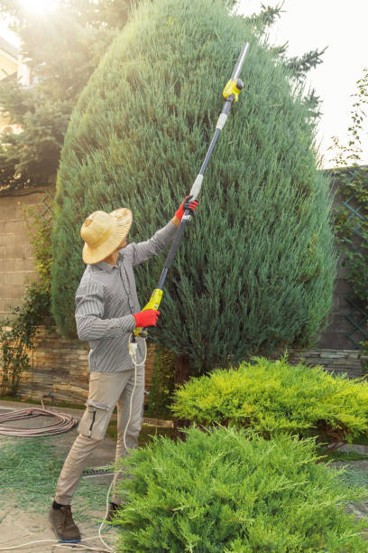 Reliable Williamsburg, VA Tree Services Solutions