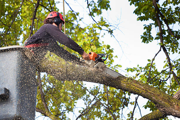 Best Lawn Watering Services  in Williamsburg, VA