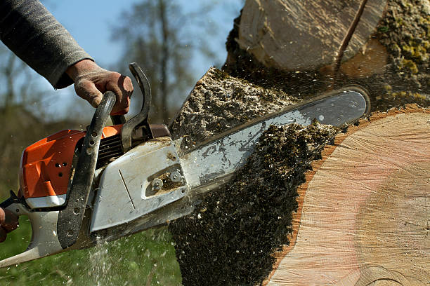 Lawn Renovation and Restoration in Williamsburg, VA