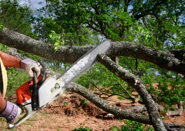 Best Lot and Land Clearing  in Williamsburg, VA